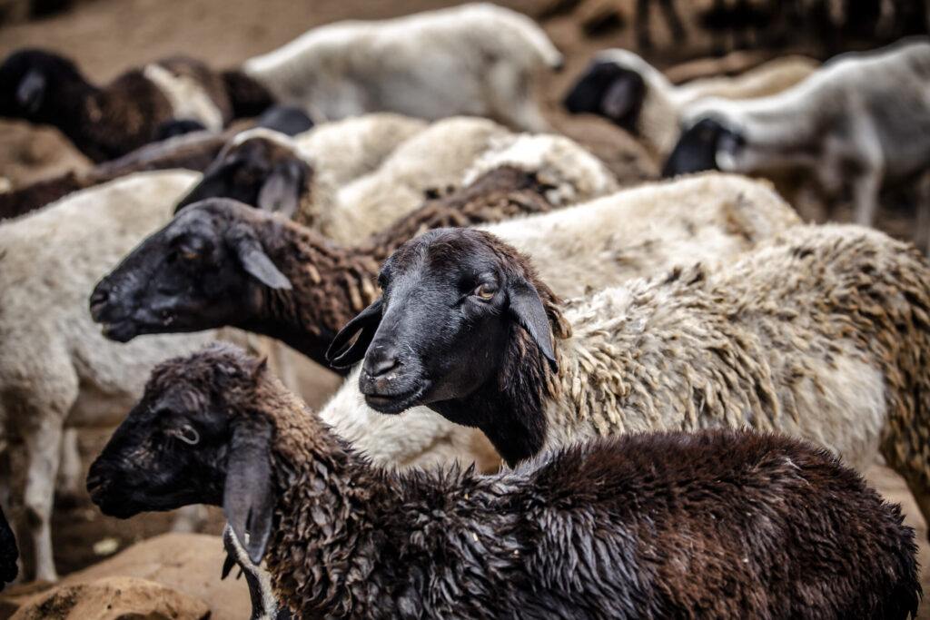 Côte d'Ivoire : Un plan de lutte régional contre la peste des petits ruminants bientôt adopté