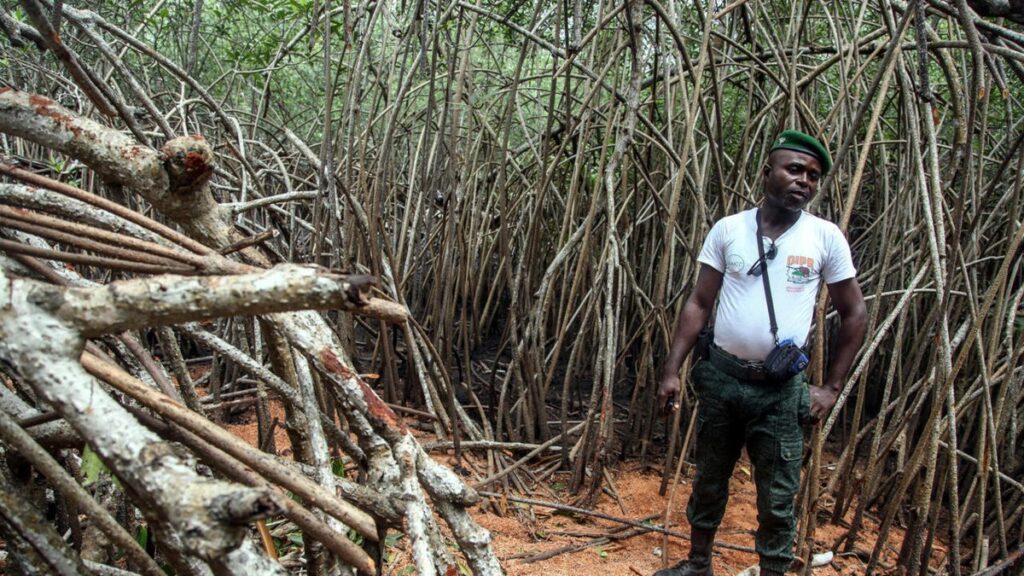 mangroves Grand-Bassam