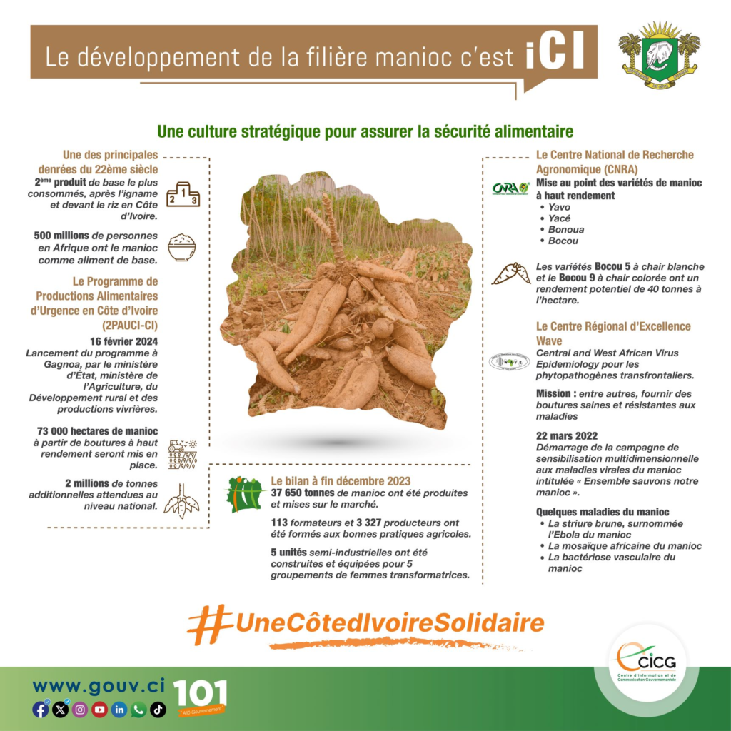 Production de Manioc : le gouvernement ivoirien veut atteindre 8 millions de tonnes en 2025