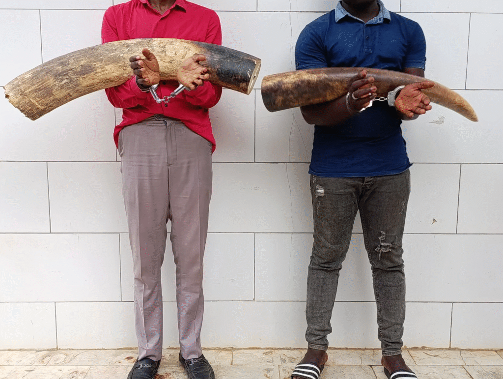 Divo : Deux trafiquants d’ivoire arrêtés